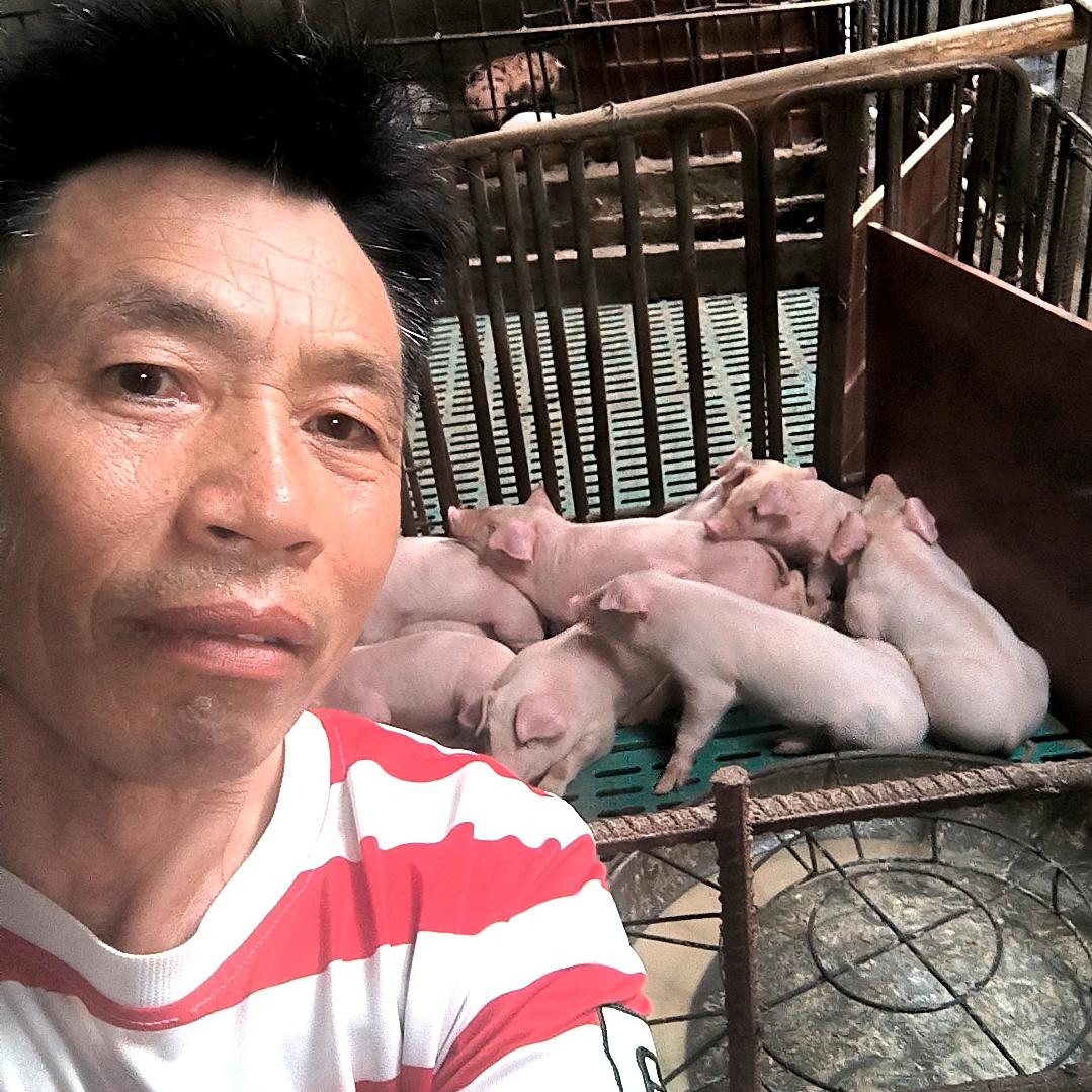 养猪哥哥