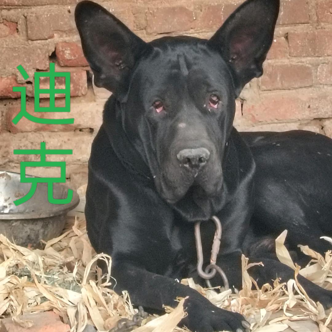 （小号）大头版黑狼种公，常年有幼犬