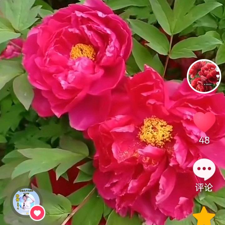 芝麻开花，节节高。