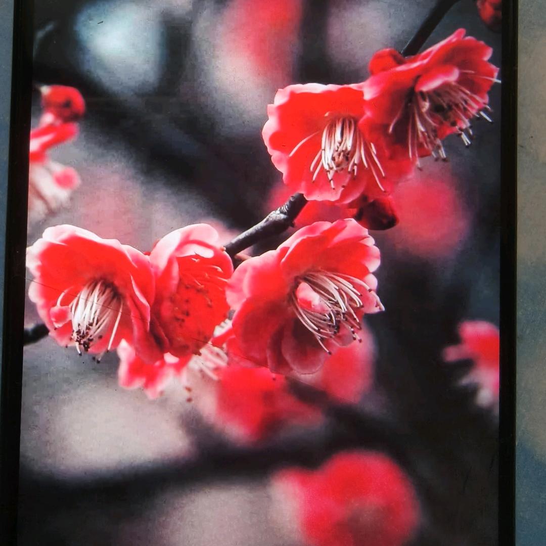 二月桃花