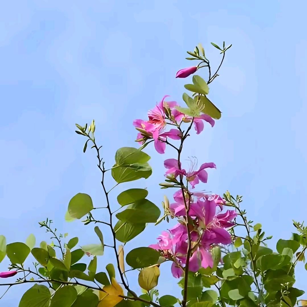 花花草草
