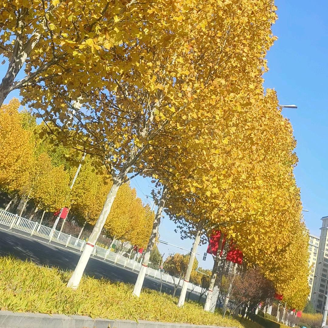 悠悠追剧