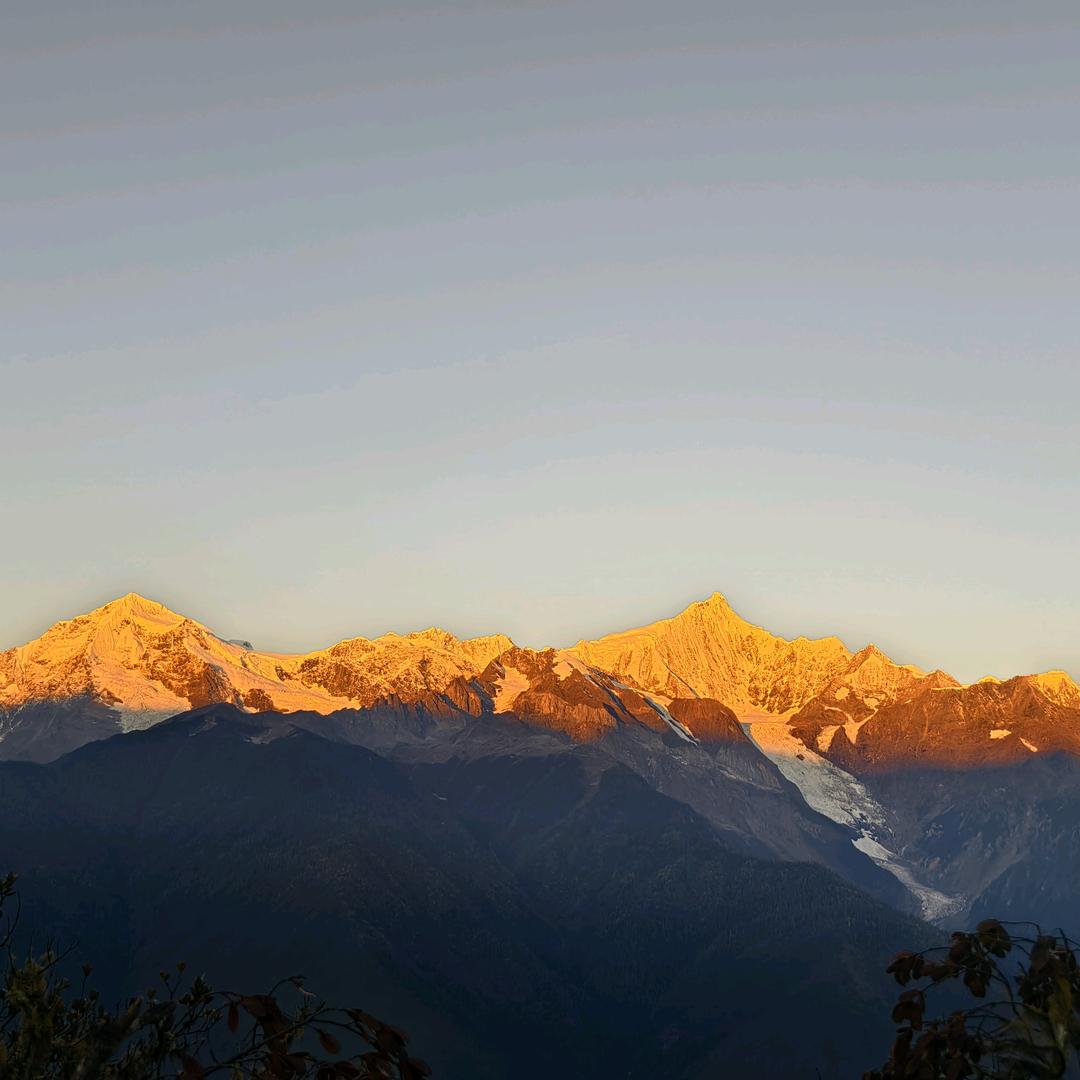 布要香菜🚫🌿