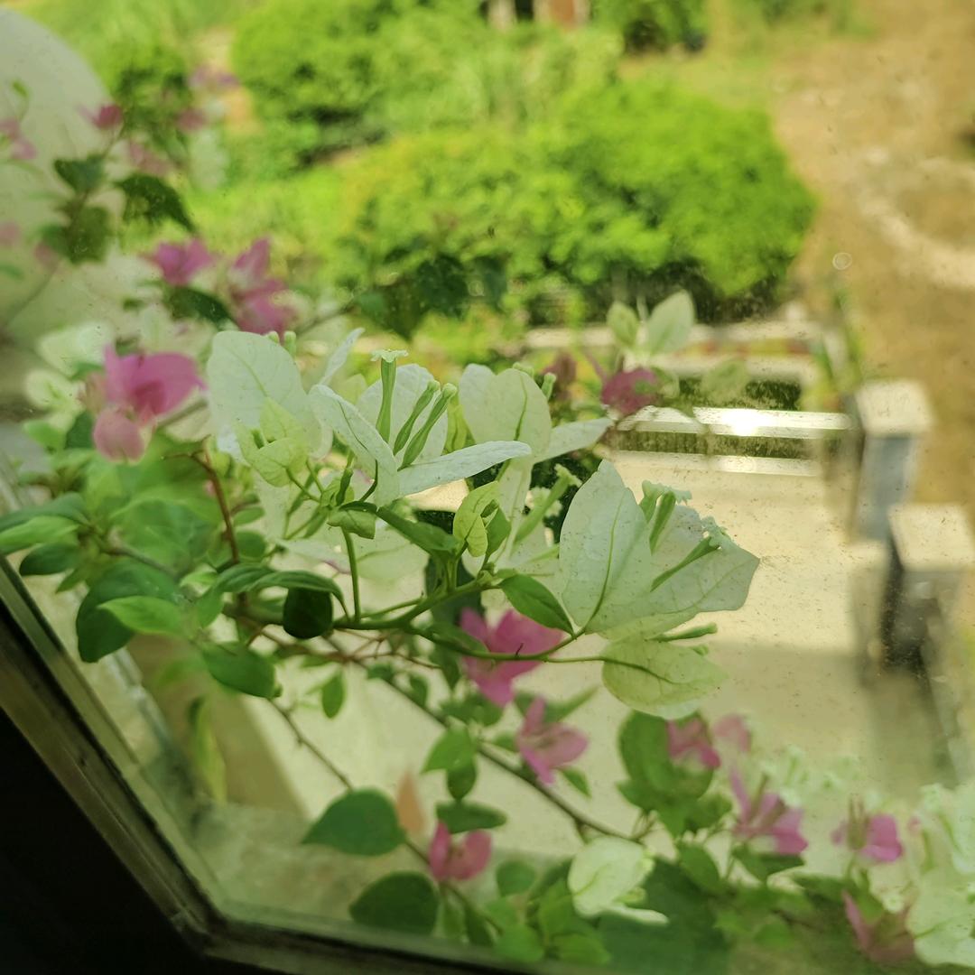 👫花开半夏