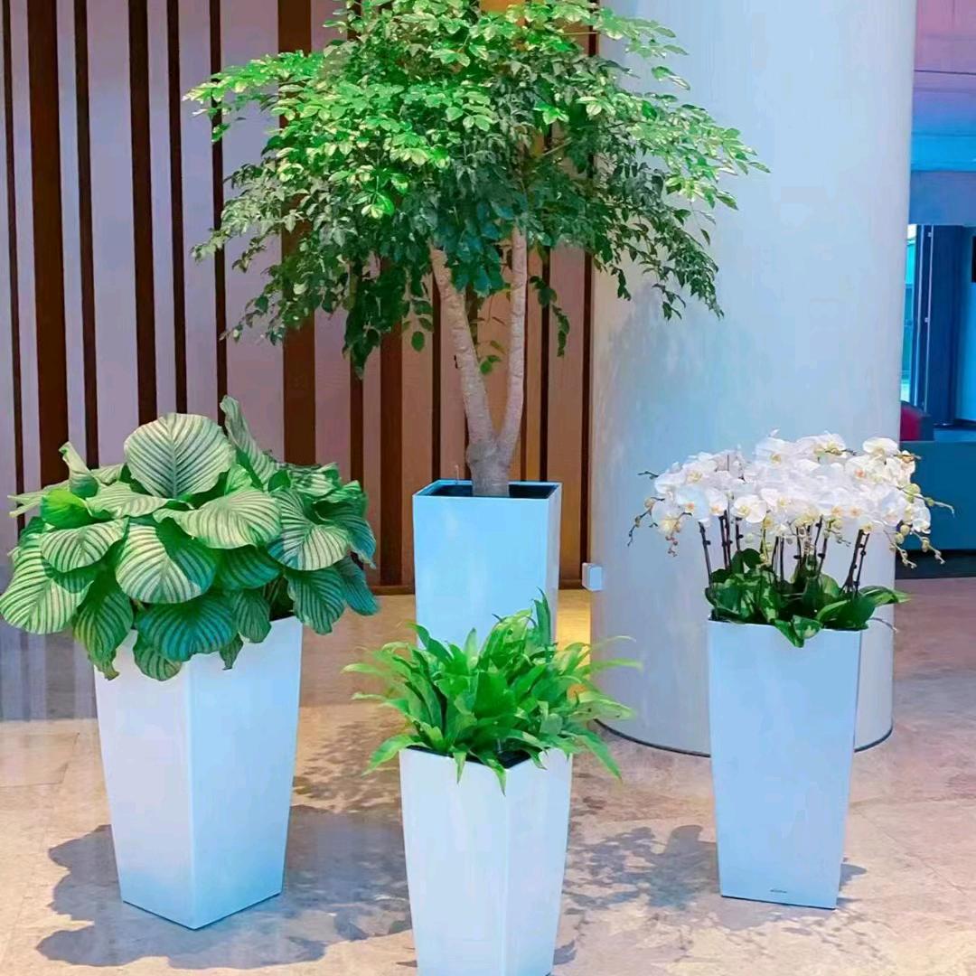 淡若清风