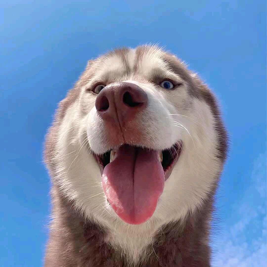 咕噜咕噜૮₍ꐦ -᷅ ⤙ -᷄ ₎ა