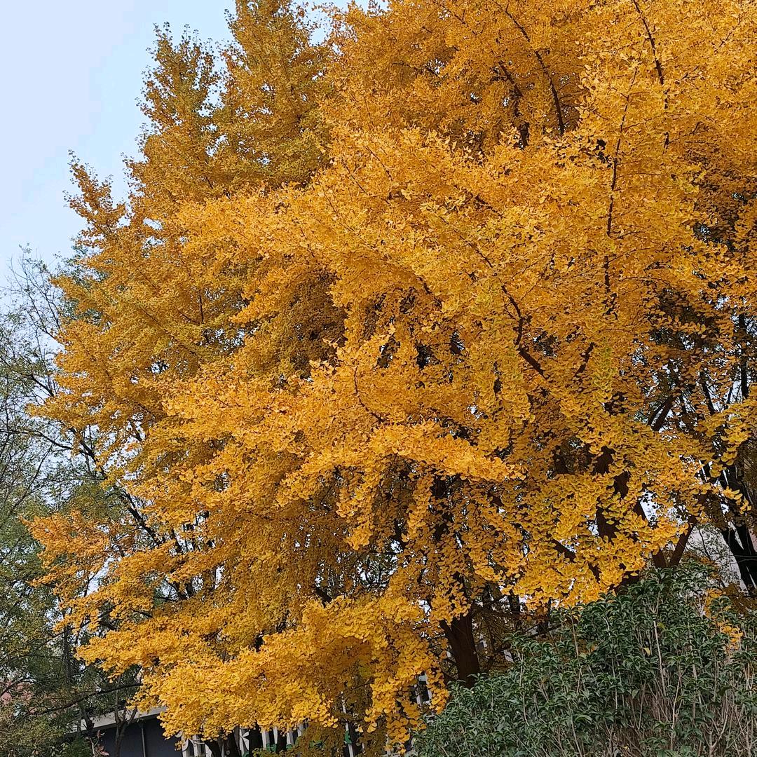 平安喜乐