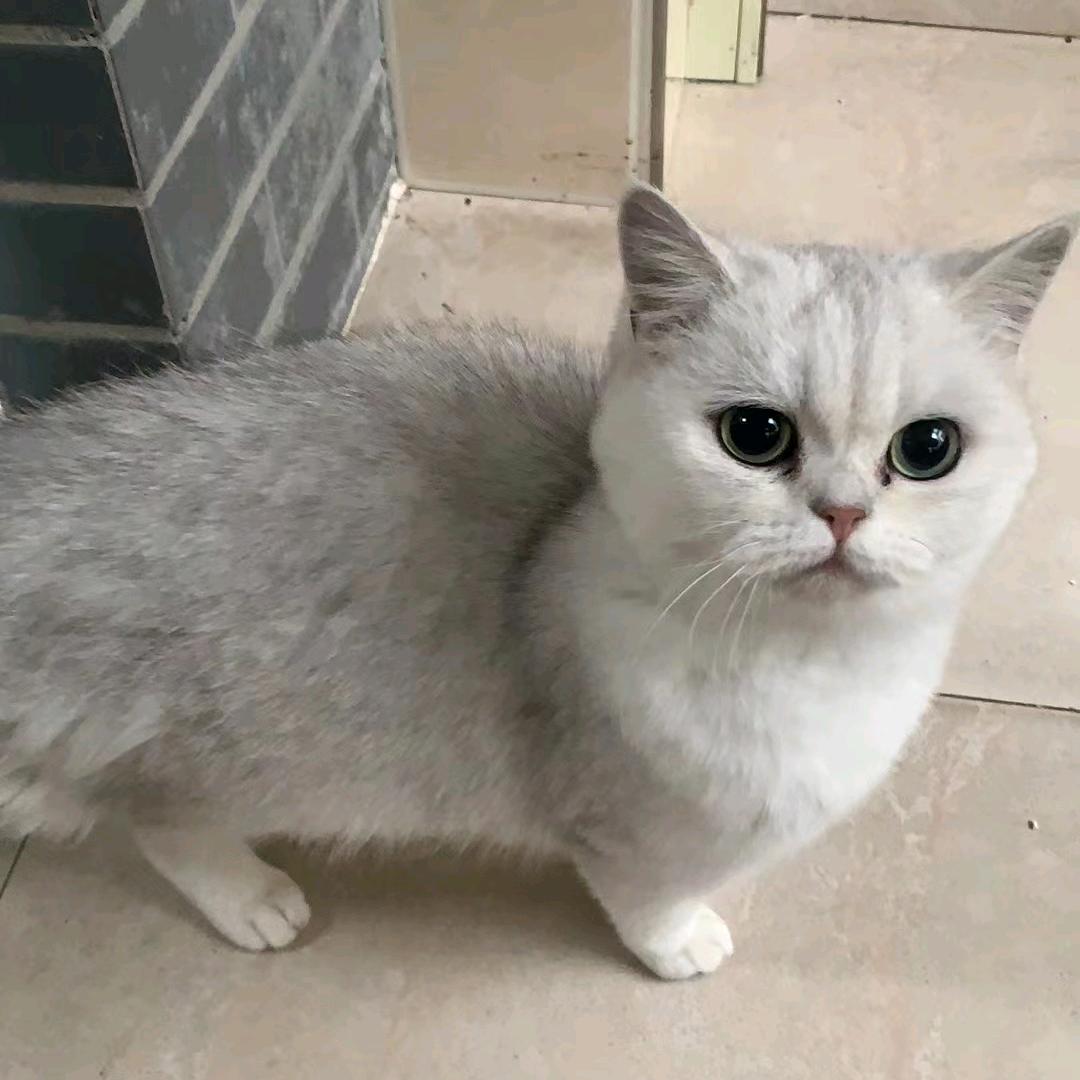 龙牙部落desl90（搜绿泡泡）