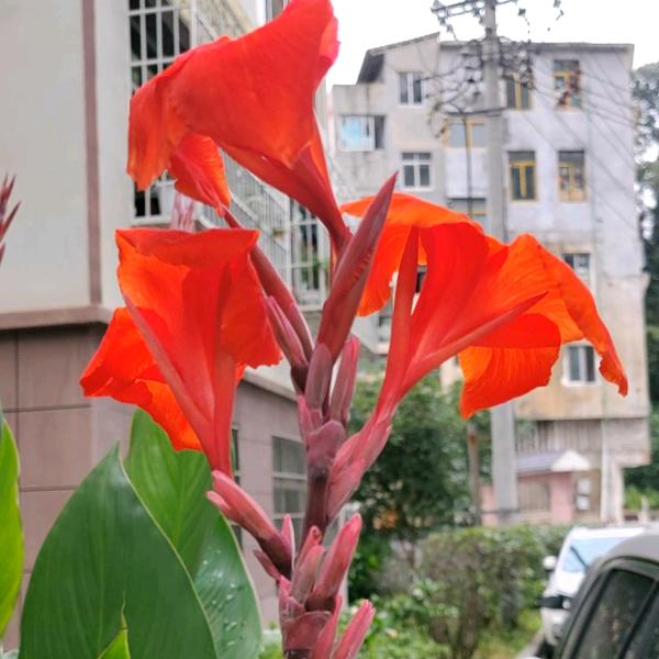 三农草草
