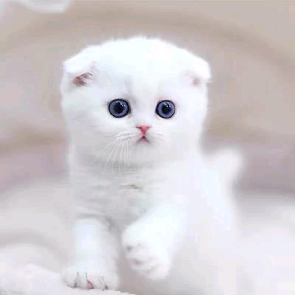 合肥小峰哥