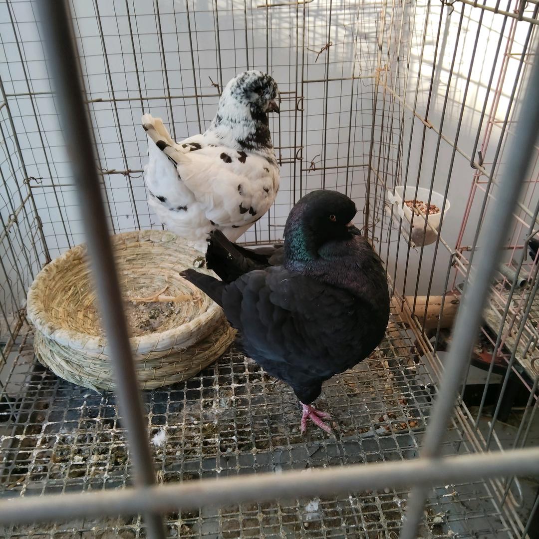 天合鸽友