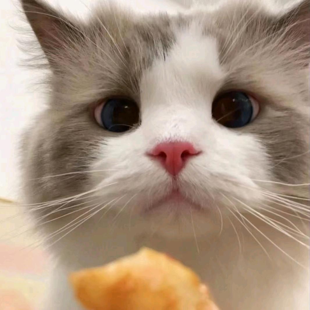 阿托丶萌兽（互关）