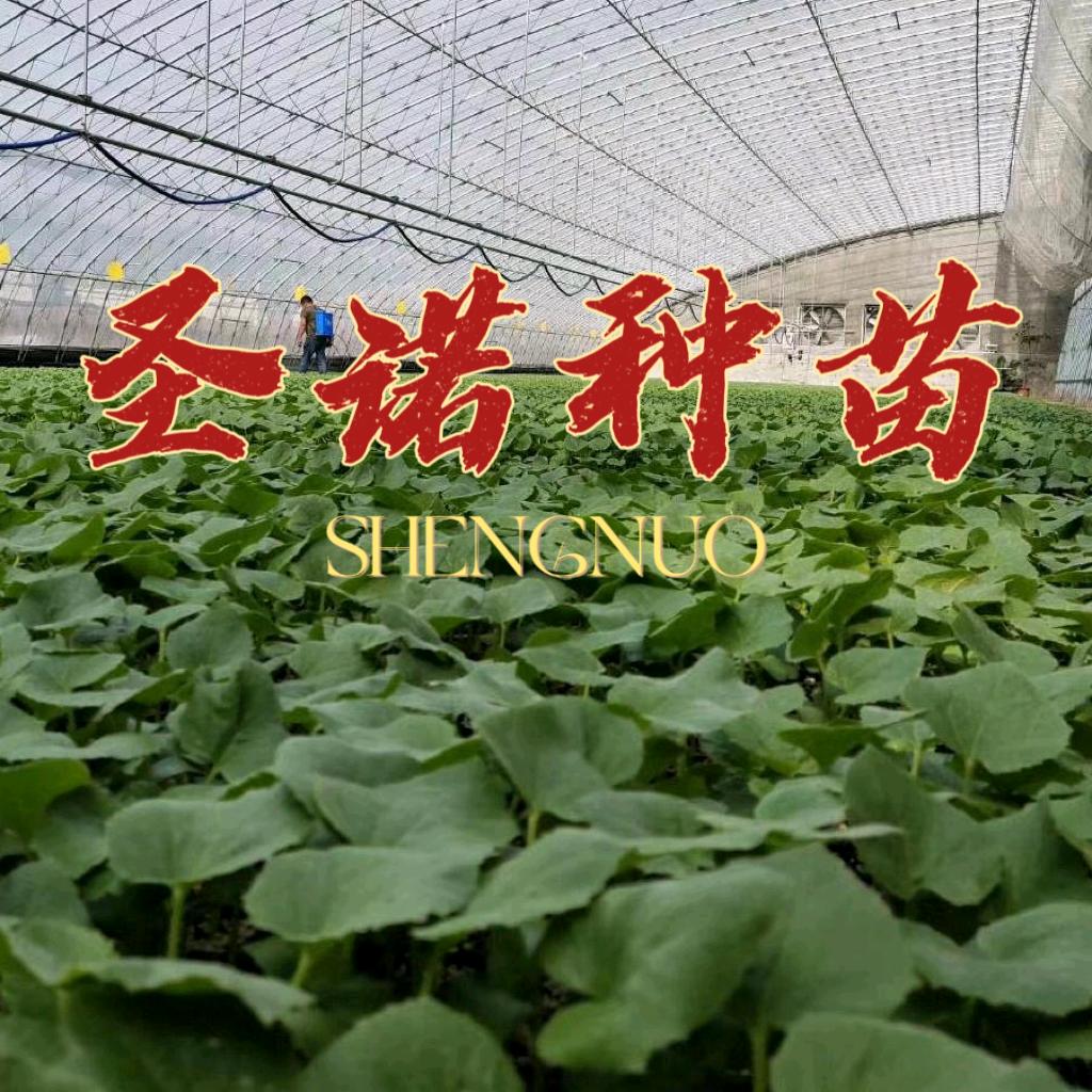 圣诺种苗
