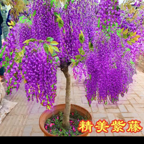 心动夕阳