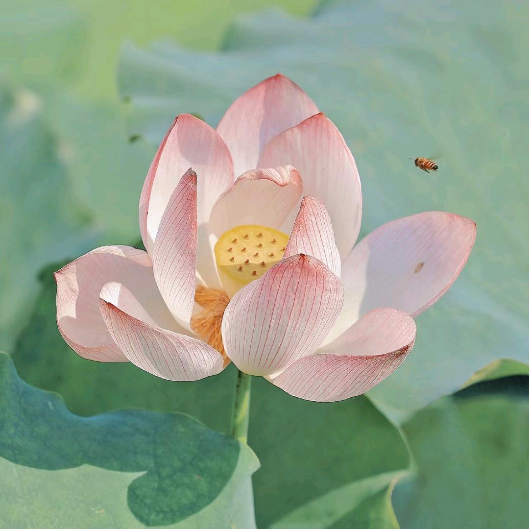 悠然