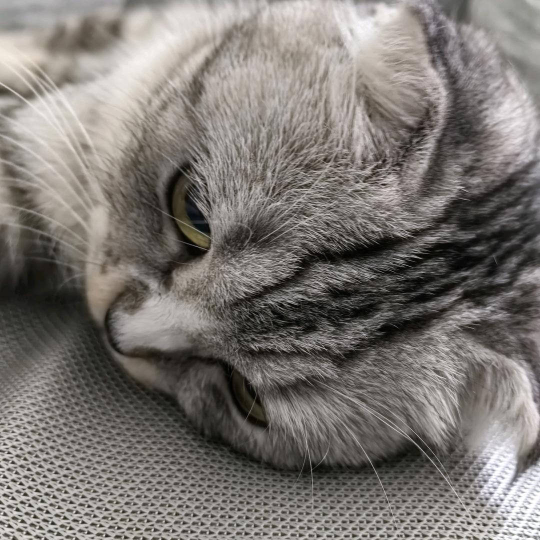 飘零的叶子