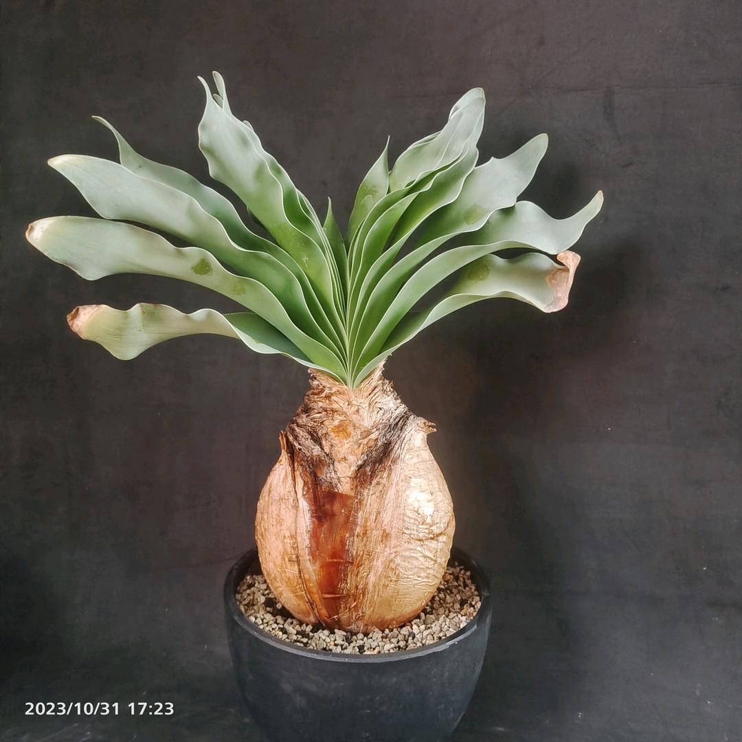 植恋