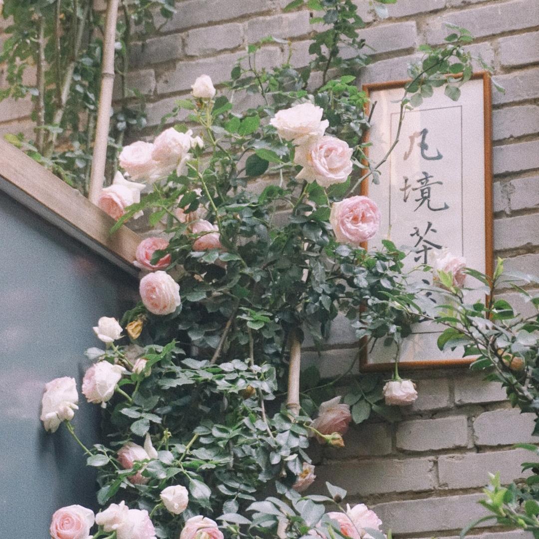 小萱然CCD📷