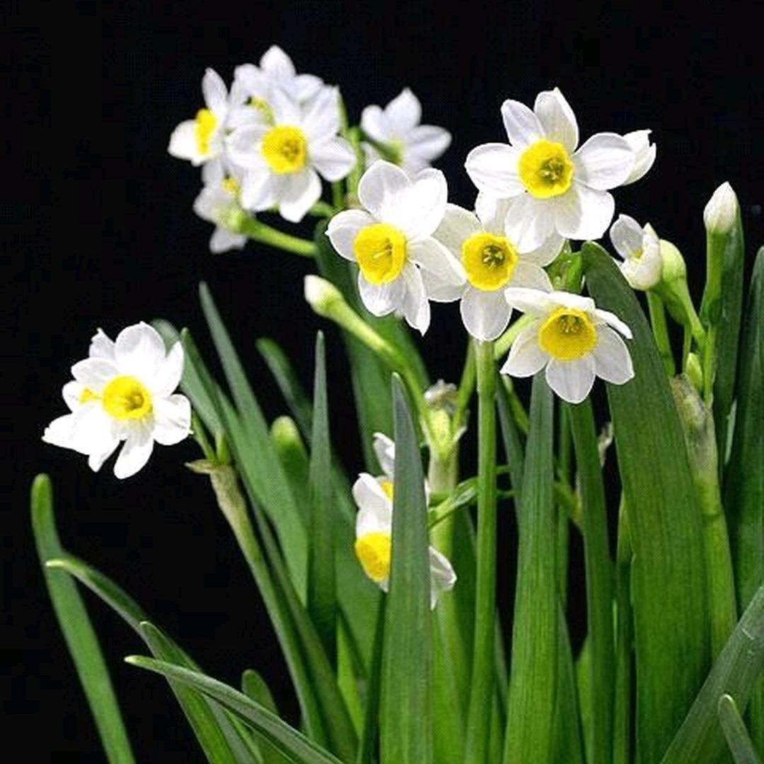 水仙花