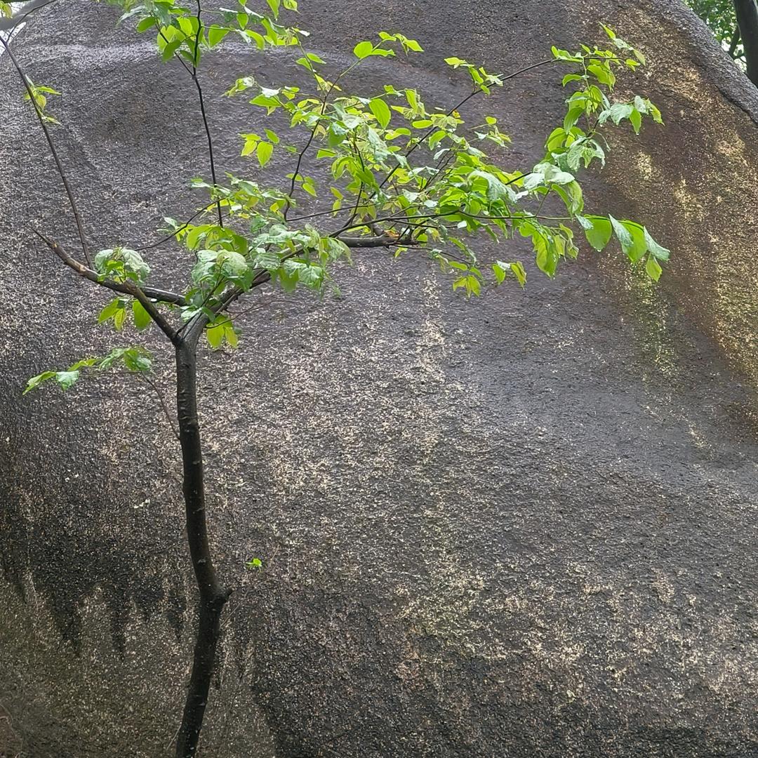 月季勾魂使者