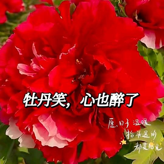 美洋洋