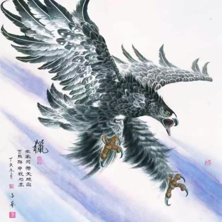 雪泪雄鹰