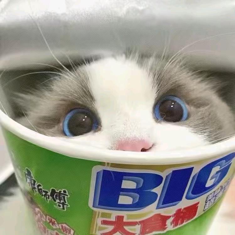 懒🐏🐏