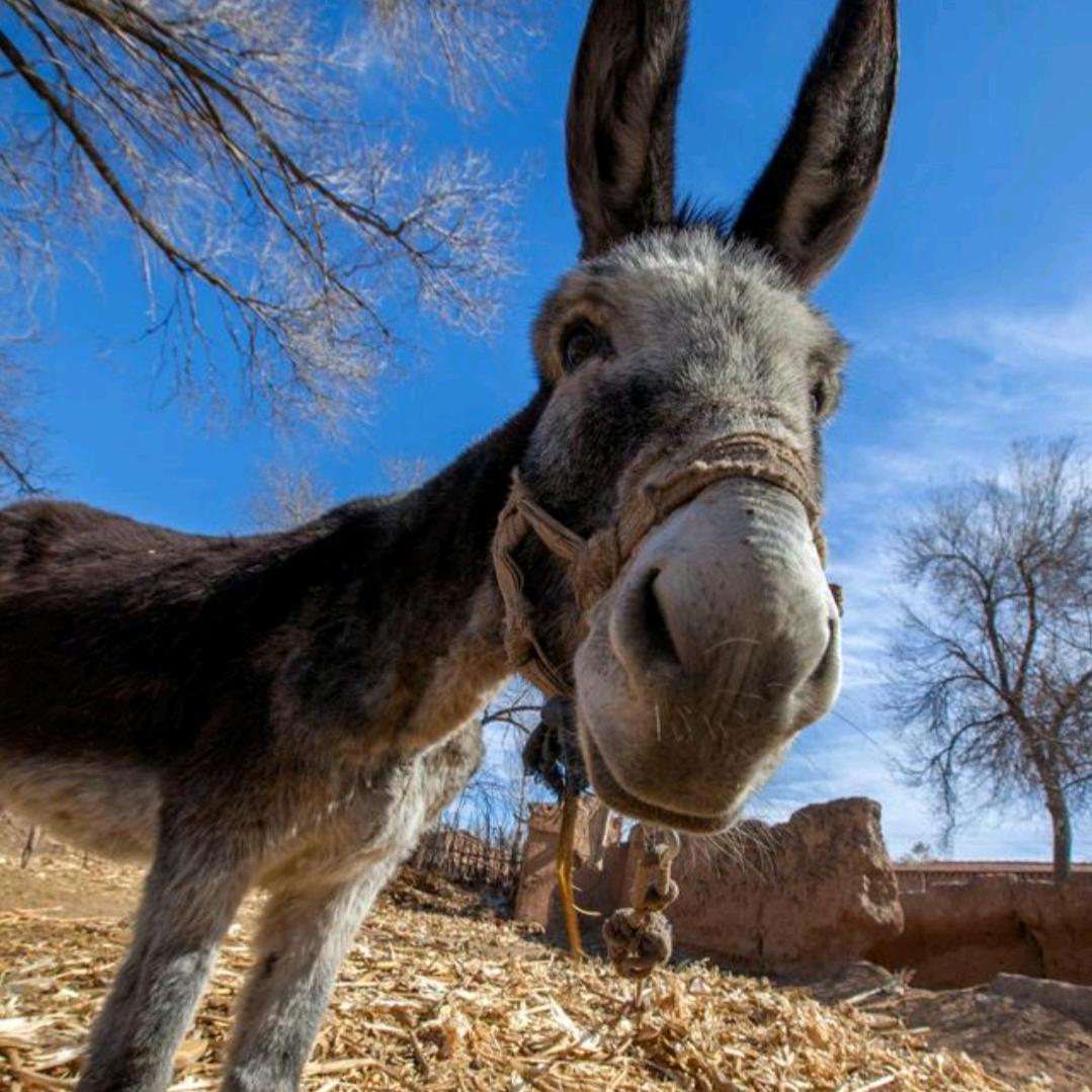 生产队的驴🐾