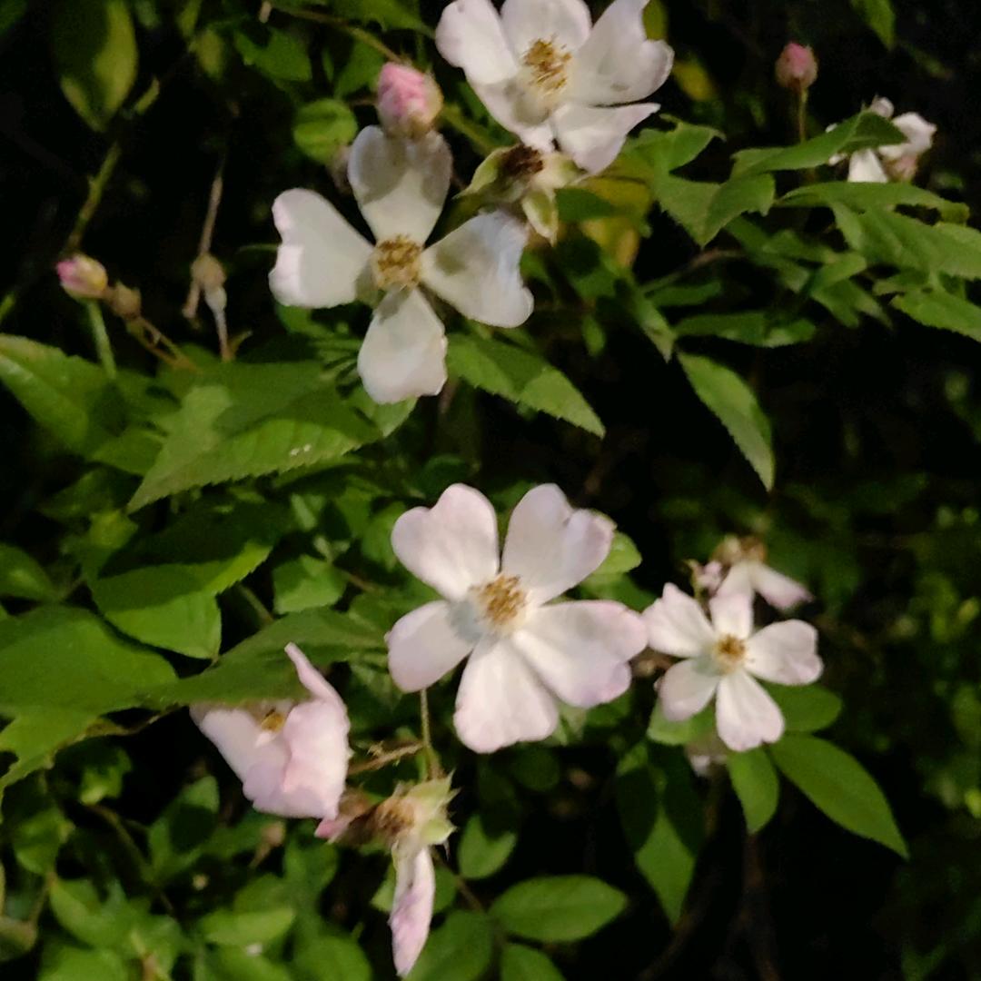 薰衣草