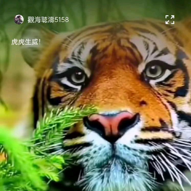 杨其葵