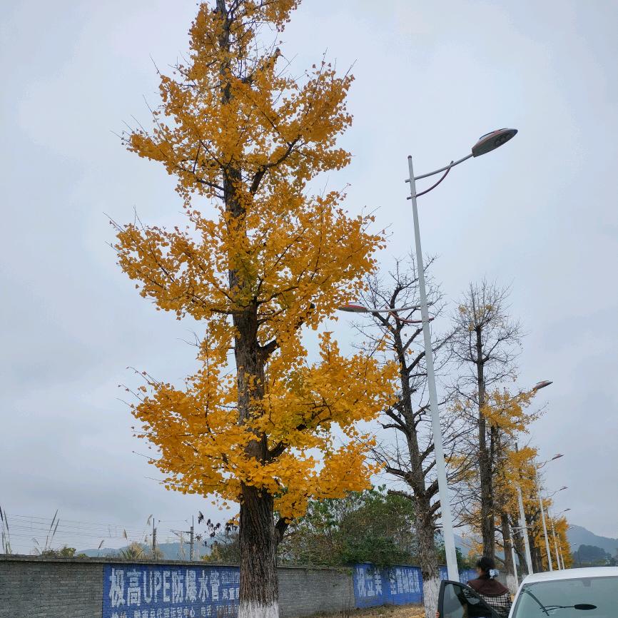 莲莲呀