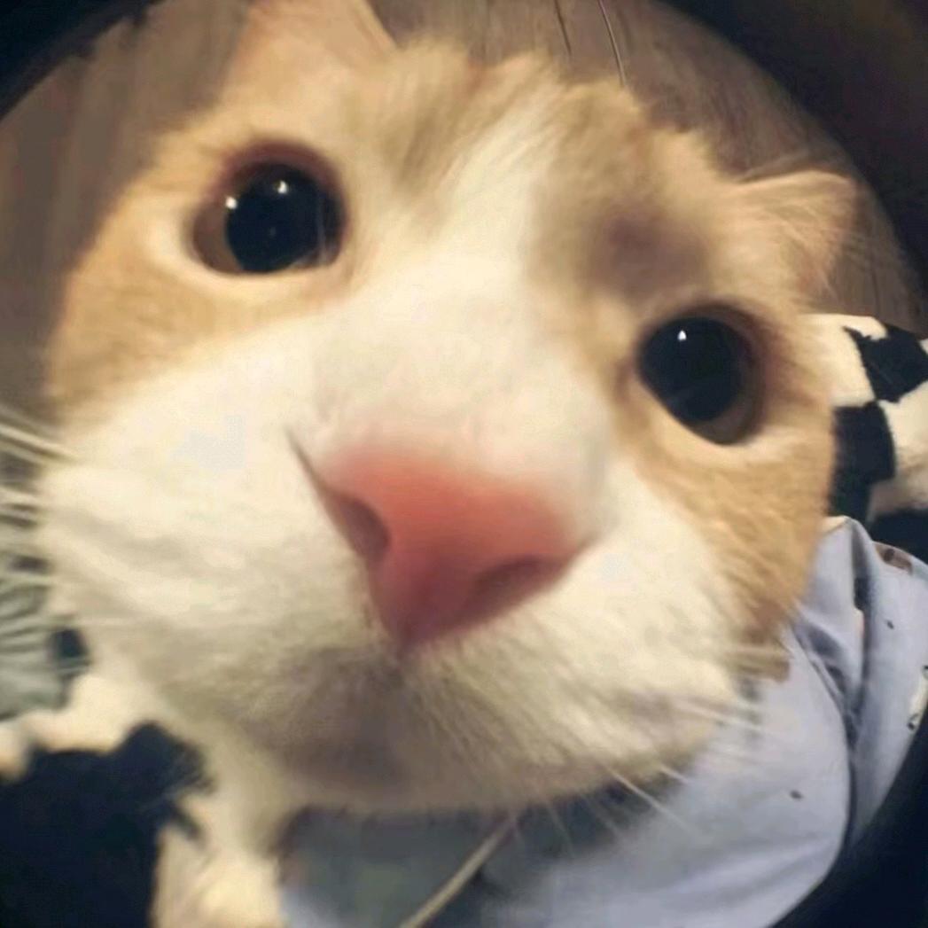 喵喵猫🐱