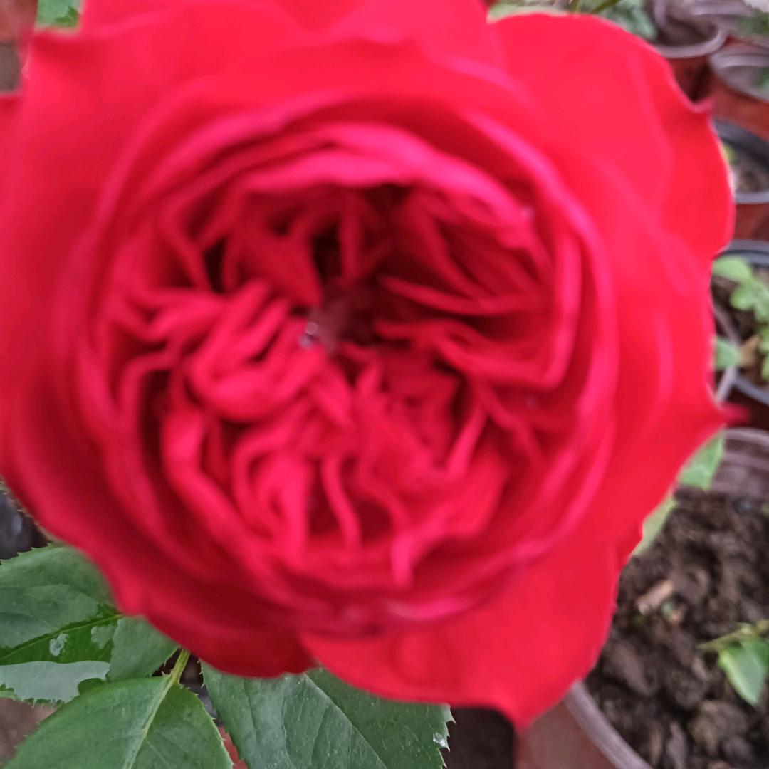 老大的花园