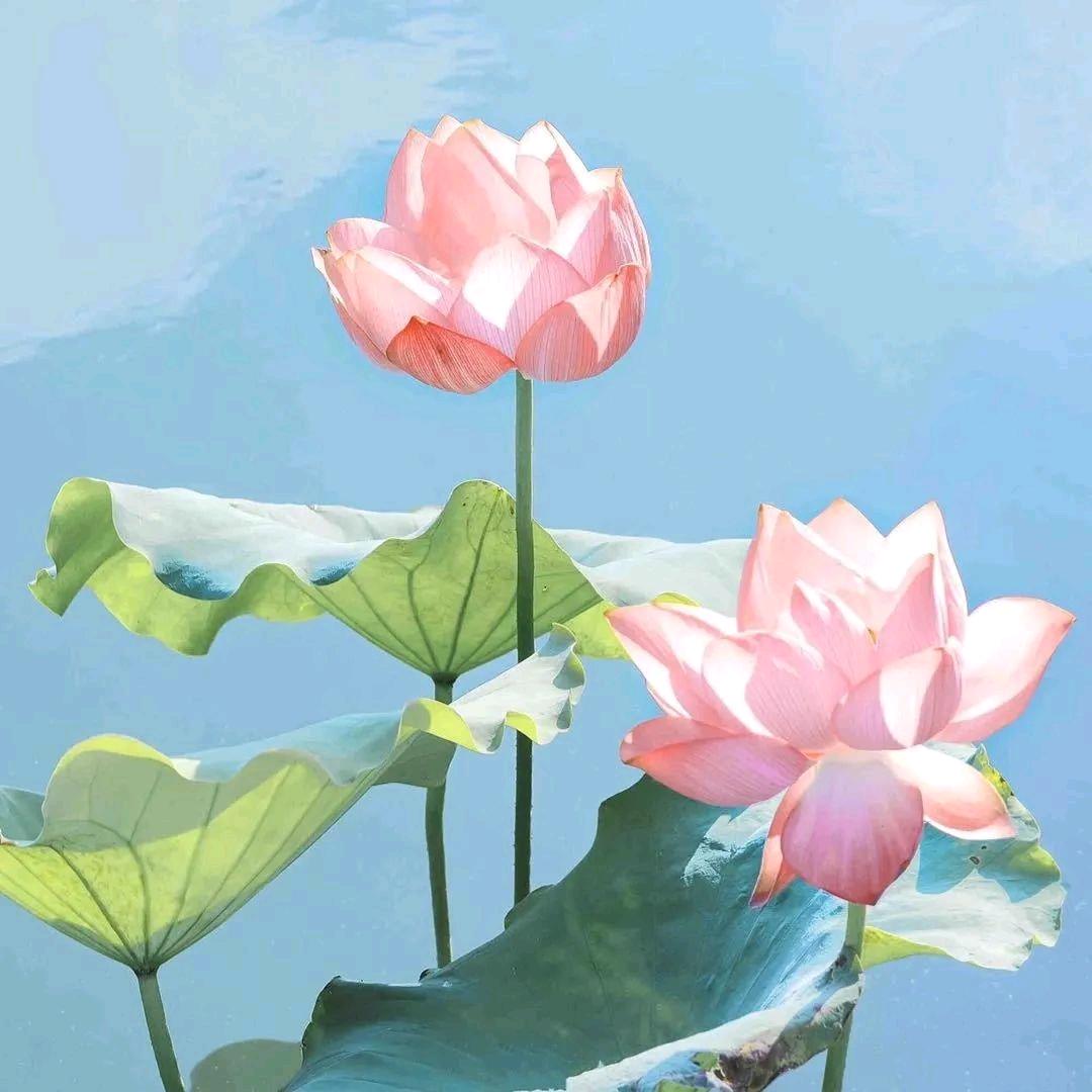洪福齐运