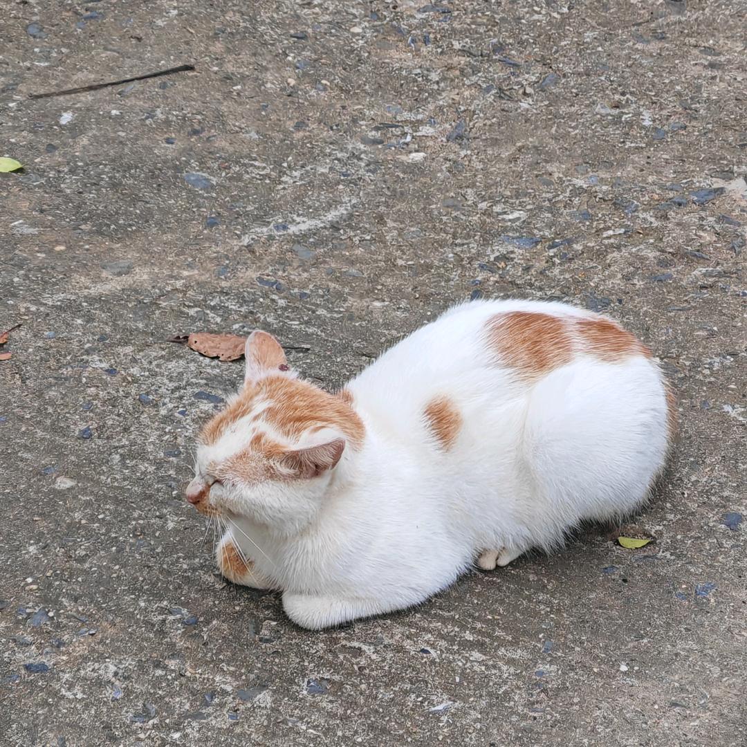 小脑萎缩，大脑缺失，脑脊液多到溢出