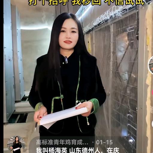 晓峰禽业青年鸡 杨海英