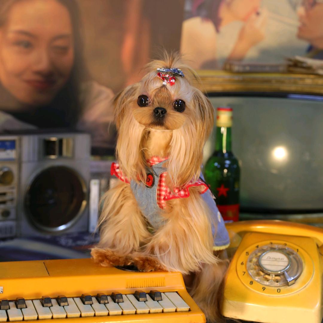 麦子家约克夏🐶