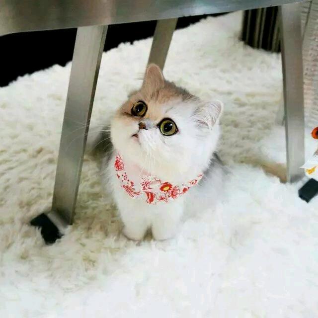 猫冬虎