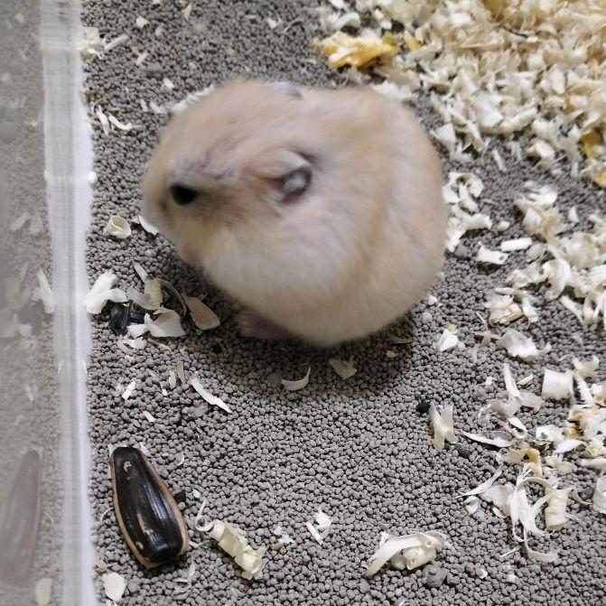 想做一个养鼠人