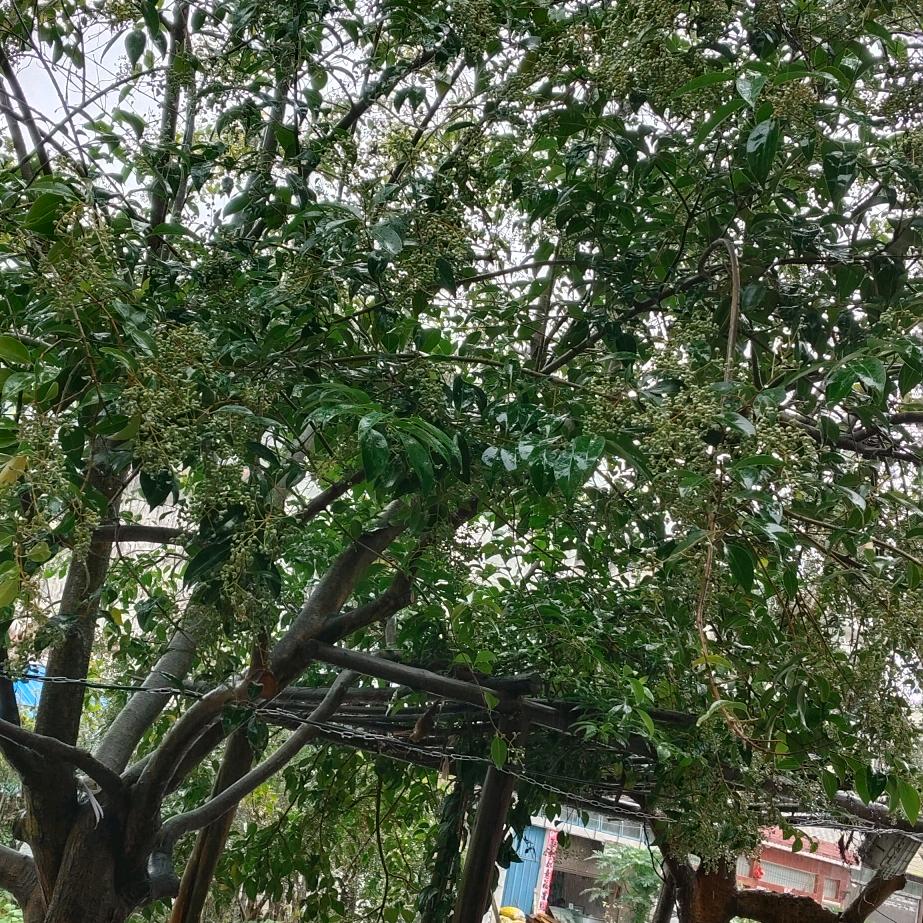 白洁姐
