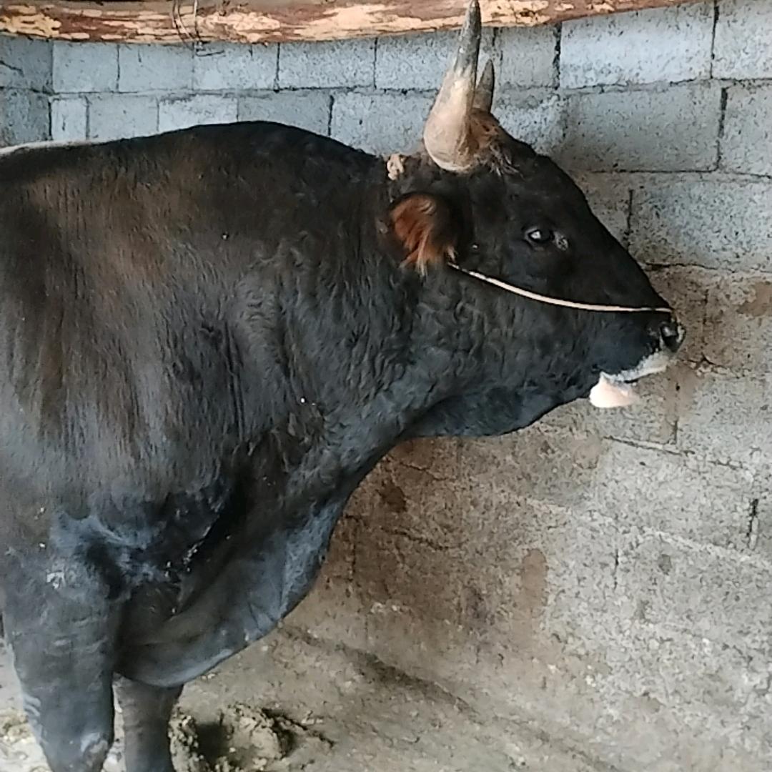 火惹乌肯