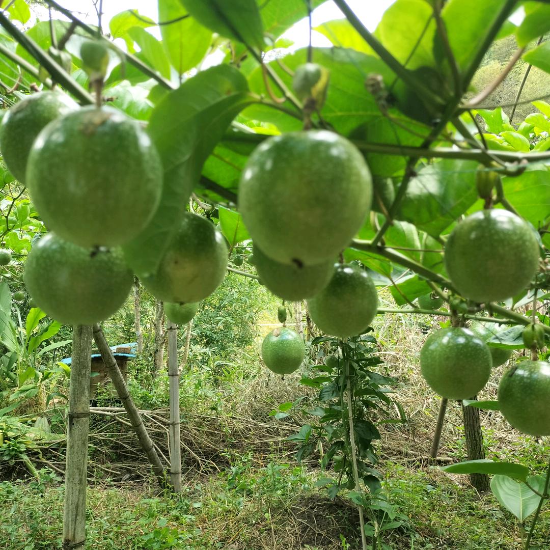 钦9农业阿华百香果园（不定时直播）