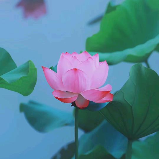 安白🇨🇳
