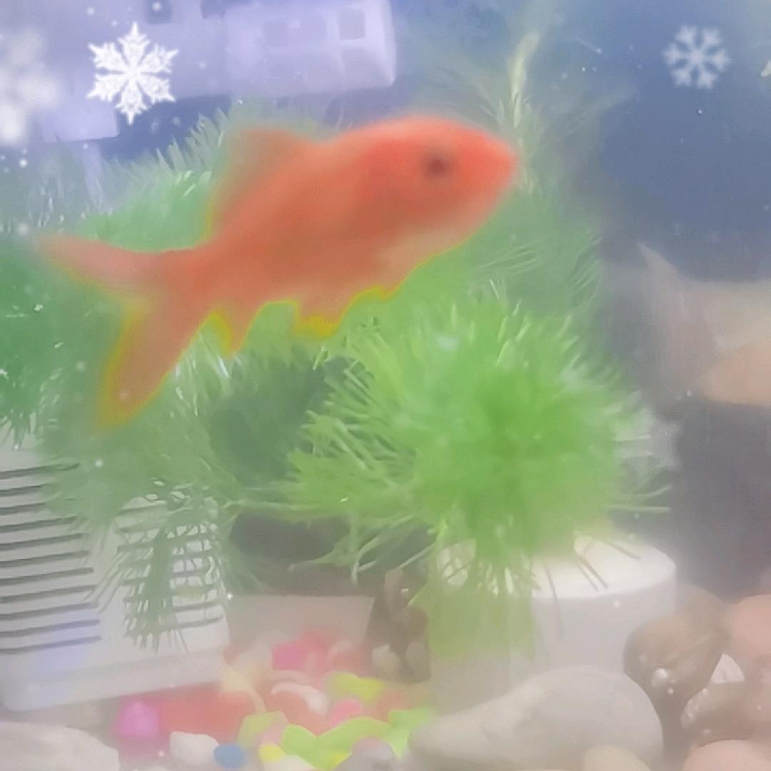 蓝鱼