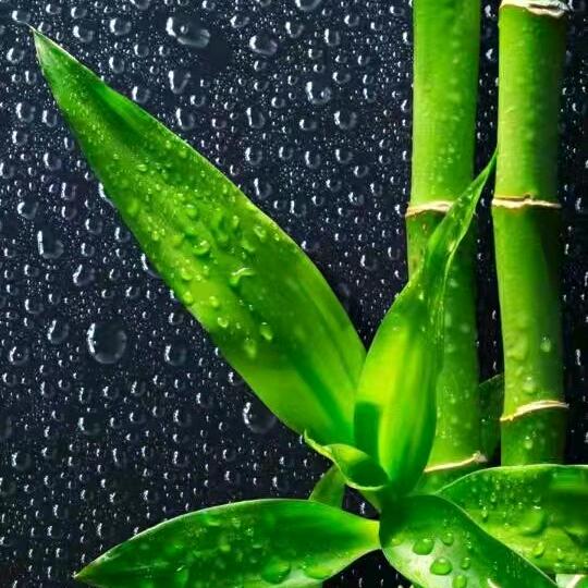 HLᯤ⁶ᴳ⁺⁵²⁰