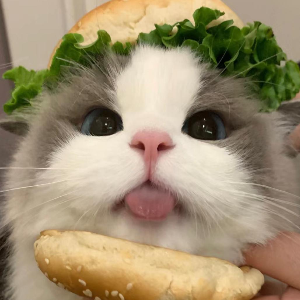 猫meme日常
