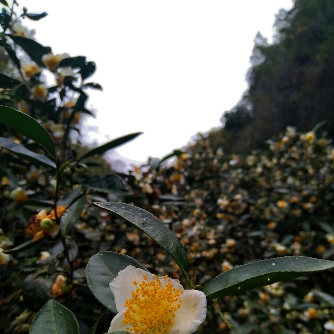 露晓春茗