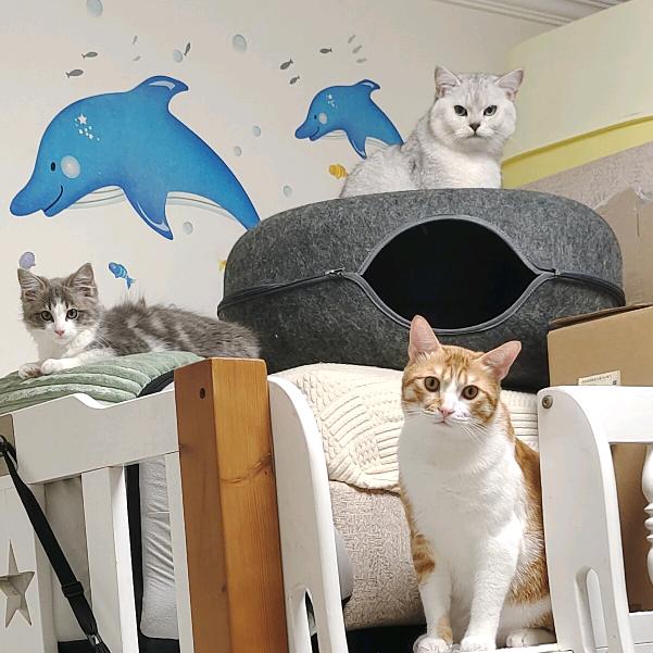 哎哟！小猫