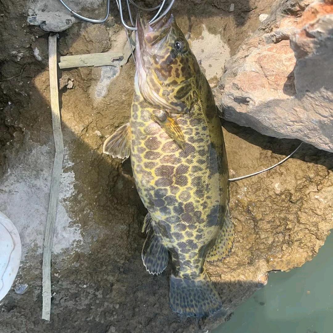 木槿昔年，浮生未歇