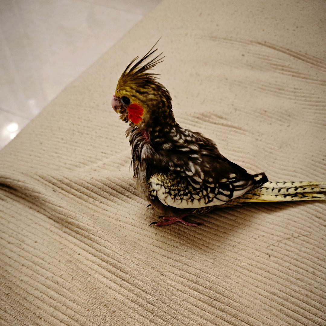 鹦鹉